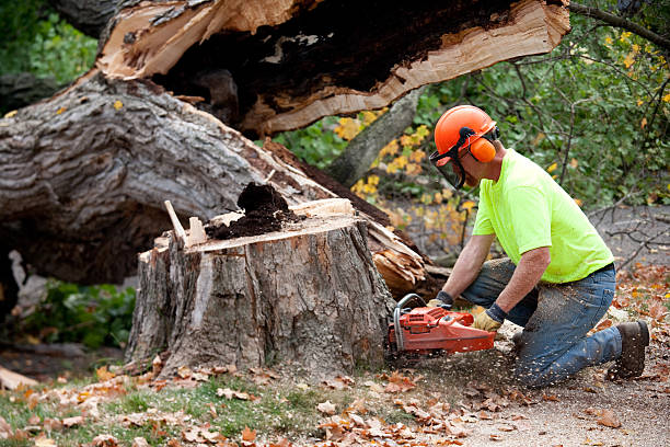 Best Lot and Land Clearing Services  in USA